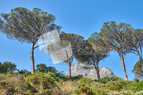 Image of Beautiful mountain side with plants flowers and trees on a sunny summer day with clear blue sky. Isolated natural calm serene land, located in the Western Cape South Africa