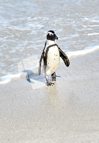 Image of A black footed African penguin on a sandy beach, breeding colony or coast conservation reserve in Cape Town, South Africa. Endangered oceanic wildlife and waterbird, protected for tourism