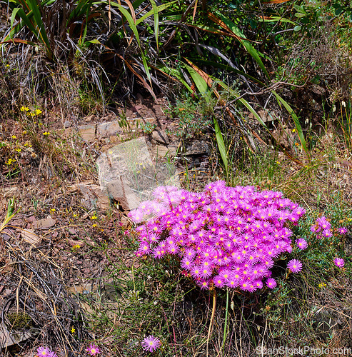 Image of Beautiful bunch of wild trailing ice plants in quiet forest. Lush green bushes and leaves growing in a peaceful park. Serene beauty in nature with patterns of vibrant pink flowers in soothing nature