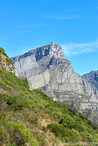 Image of A landscape of a mountain with trees and shrubs on a famous tourism and hiking site on Table Mountain for nature explorers. Wild plants in their natural environment at a national park on a sunny day