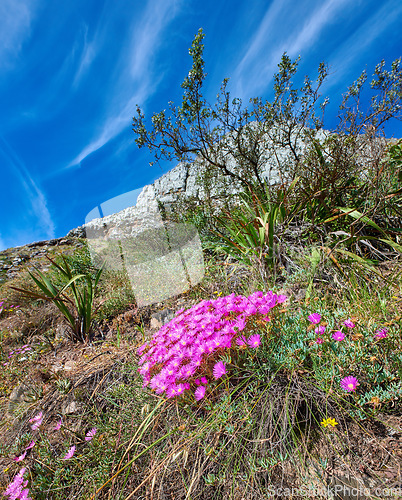 Image of Colorful pink flowers growing on a mountain with a blue sky background from below. Vibrant mesembryanthemums or vygies from the aizoaceae species blooming in a dry natural landscape in South Africa