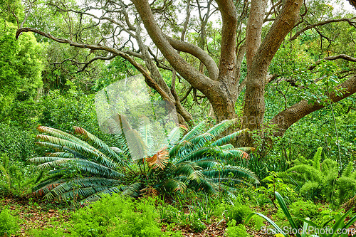 Image of Vibrant fern, shrubs and big wild trees growing in lush Kirstenbosch Botanical Gardens in Cape Town on a sunny day in spring. Closeup of leafy plant species blooming in a natural forest environment