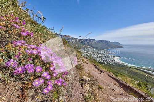 Image of Purple fynbos flowers blossoming and blooming on a famous tourism hiking trail on Table Mountain National Park in Cape Town, South Africa. Plant life growing and flowering in nature reserve abroad