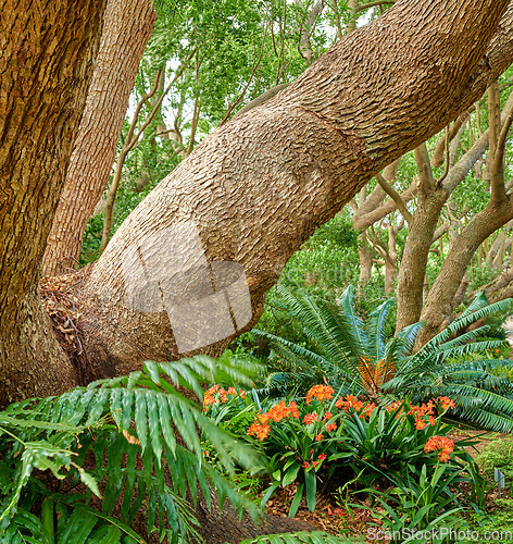 Image of Green ferns and big wild trees growing in lush Kirstenbosch Botanical Gardens in Cape Town on a sunny day outdoors in spring. Closeup of vibrant orange flowers and leafy plants blooming in nature