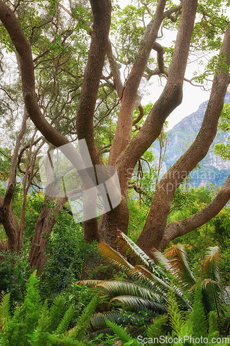 Image of Green ferns and big wild trees growing in lush Kirstenbosch Botanical Gardens in Cape Town on a sunny day outdoors in spring. Closeup of leafy plant species blooming in a natural forest environment