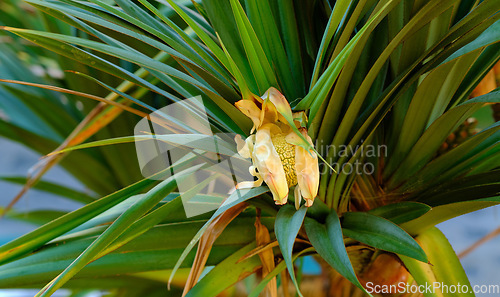 Image of Screw pine tree with edible fruit growing in a garden in a tropical environment. Closeup of pandanus tectorius species of plant with long green leaves blooming and blossoming in nature on a sunny day