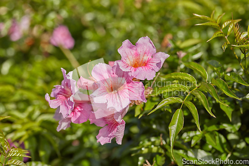 Image of Closeup of beautiful evergreen podranea ricasoliana or trumpet vine foliage with vibrant petals blooming and blossoming in nature on a sunny day in spring. Colorful pink flowers growing in a garden.