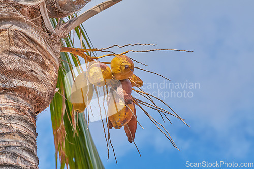 Image of Coconut tree with green palm leaves and fresh yellow fruit on sunny summer day with blue sky. Beautiful natural, serene in tropical area on the island of La Palma, Canary islands in Spain