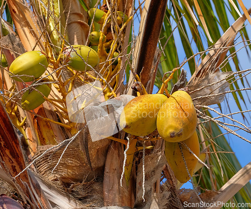 Image of Exotic papaya fruit growing on trees on the Island of La Palma, Canary islands in Spain. Bottom view of fresh and organic fruits hanging in a natural environment in a tropical area for tourists