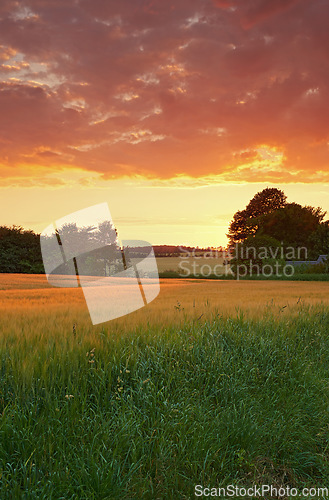 Image of Scenic landscape of an agriculture and sustainable farm in the harvest season for crops and wheat. Bright and dramatic sky at sunset over an organic green field in the countryside with copyspace.