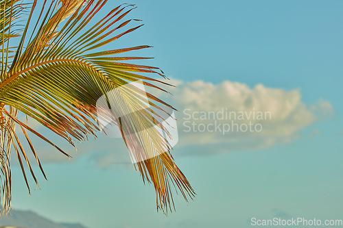 Image of Closeup of a Palm tree growing on the island of La Palma, Canary Islands, against a sky background with copyspace. Zoom in on color and texture of tropical leaves on branches on a peaceful resort