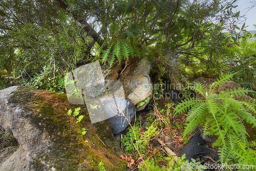 Image of Closeup of a Boston fern plant growing amongst vegetation and greenery in a backyard garden, field, or park during summer. Plants, trees, and shrubs on the Island of La Palma, Canary Islands in Spain