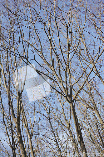 Image of Bare trees during daytime in autumn or winter with blue sky background. Calm serene and isolate outdoor natural forest found in the peaceful countryside perfect for relaxing views and walks