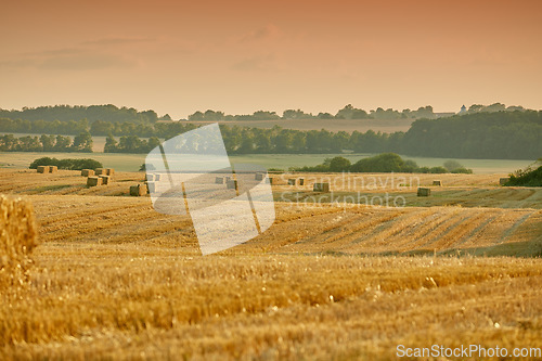 Image of Bales of brown straw and hay on a field in the countryside with copy space at sunrise. Scenic landscape of farm in rural village for harvesting crops and wheat. Golden haystacks in an empty meadow