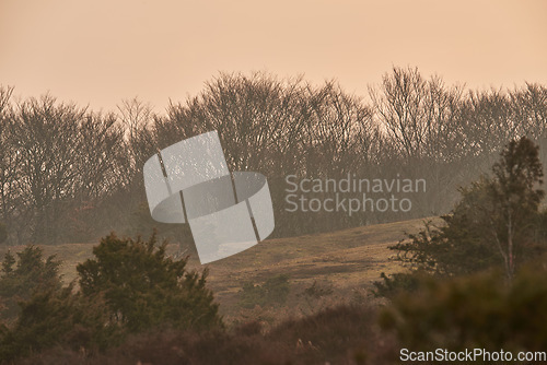 Image of Peaceful quiet scene of foliage and greenery in secluded rural nature with copy space. Misty brown landscape of trees and plants on a grassy hill in the countryside against hazy wilderness background