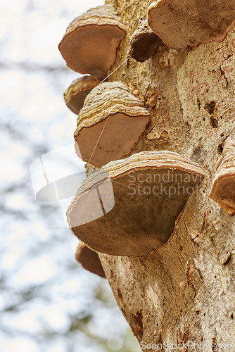 Image of Closeup from multiple hoof fungus fomes fomentarius growing on an old tree from below with spider webs coiled around. Low angle of rough texture of brown hardwood in a forest with natural ecosystem