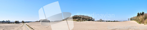 Image of Copy space with view of trees on a sandy and barren farm with clear blue sky background on a sunny day. Panoramic landscape of a dry, arid and uncultivated land on the East Coast of Jutland, Denmark