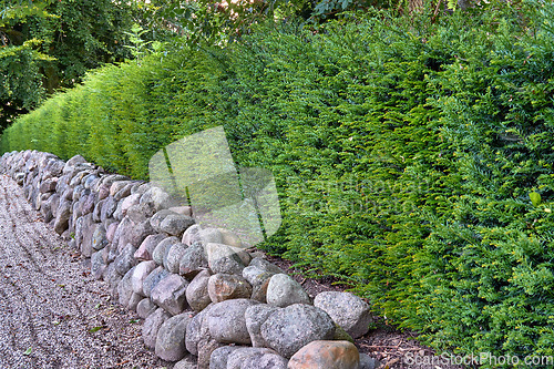Image of Landscaping with rocks and ferns as a boundary wall with copy space. Plants and shrubs growing in a hedge in a lush garden. Exterior architecture with a rocky fence enclosure in nature outdoors