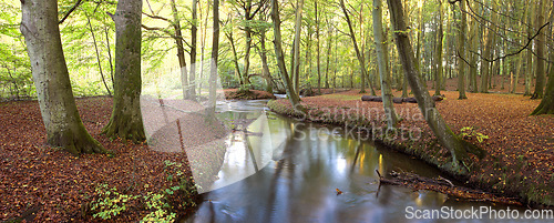 Image of Tree trunks and a river in a forest with red leaves covering the ground. Scenic landscape of woods in the autumn showing vibrant colors. A background of greenery on a summer day in the wilderness