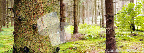 Image of Panorama of tree trunks in forest background during the day outside. Quiet magical woodland with greenery and wild grass between pine trees in nature. Mysterious landscape to explore for copy space