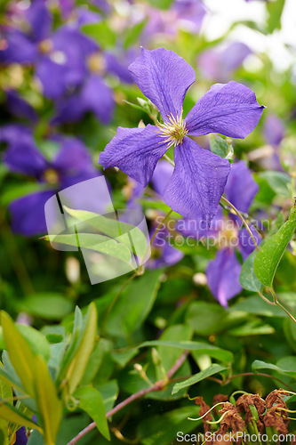 Image of Closeup of colorful purple flowers in a garden. Cranesbill geranium growing in a natural environment on a sunny day. Beautiful plants with vibrant violet petals blooming and blossoming in spring