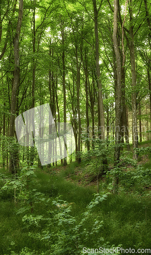 Image of Wild trees growing in a forest with green plants and shrubs. Scenic landscape of tall wooden trunks with lush leaves in nature at spring. Peaceful scenery and magical views in a park or woods outside