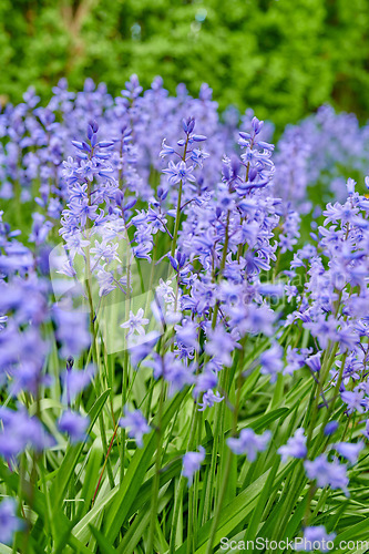 Image of Perennial plants with vibrant petals thriving in a peaceful park. Closeup of colorful purple flowers in a garden. Spanish bluebell or hyacinthoides non scripta blossoming in nature during spring.