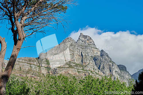 Image of Vibrant plants surrounding Table mountain in Cape town, South Africa with copyspace. Landscape of tall trees and lush green bushes growing in peaceful harmony. Calm, fresh, and soothing nature