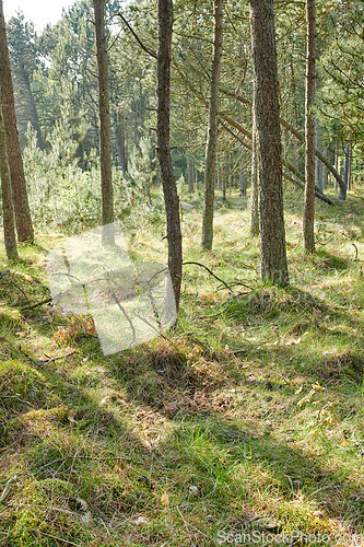 Image of Beautiful lush green forest, tall pine trees growing with nature in harmony and copy space. Tranquil summer morning with a view of a zen, quiet woods. Soothing nature with fresh air and slim branches