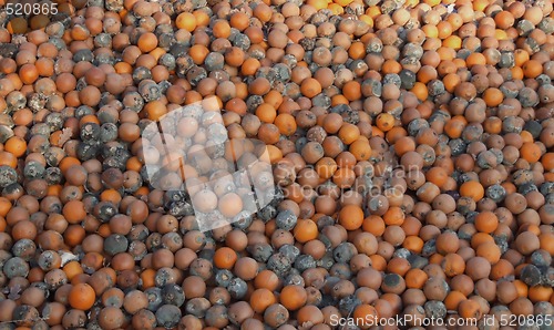 Image of rotten citrus