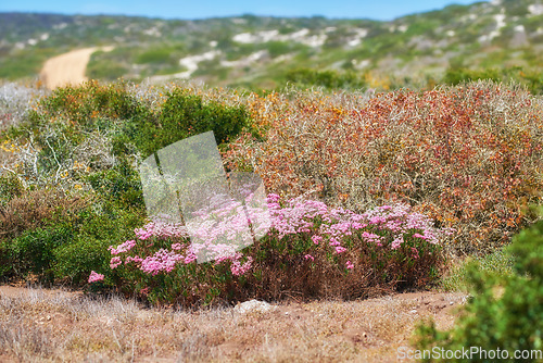 Image of Pink aster fynbos flowers growing on Table Mountain in Cape Town, South Africa. Lush green bushes and shrubs with flora and plants in a peaceful, serene and uncultivated nature reserve in summer