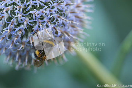 Image of Large bumble bee on a thistle. Purple flower Echinops sphaerocephalus. Blue great globe thistle or pale purple flowering plant. Bumble bee and Perfect attracting pollinator blossoming flower.