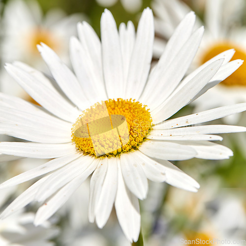 Image of Closeup of a white daisy flower growing in a garden in summer with blurred background. Marguerite plants blooming in botanical garden in spring. Bunch of cheerful wild flower blooms in the backyard