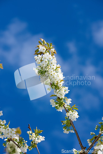 Image of Mirabelle flower blooming with blue sky background in springtime. Closeup of a plant or flowerhead growing in a garden on a summer day. Lush flora or beautiful fruit tree blossoming in a backyard.