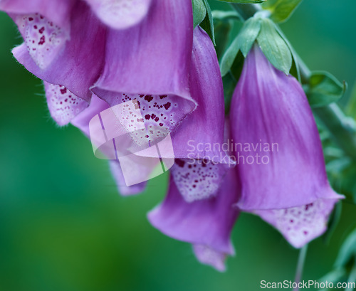 Image of Macro view of vibrant purple foxglove flowers blossoming, growing in remote field or home garden. Closeup of a group of delicate, fresh summer plants blooming, flowering on a green stem in a backyard