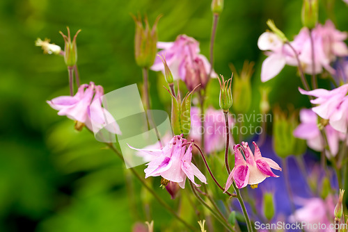 Image of Aquilegia - beautiful garden flower