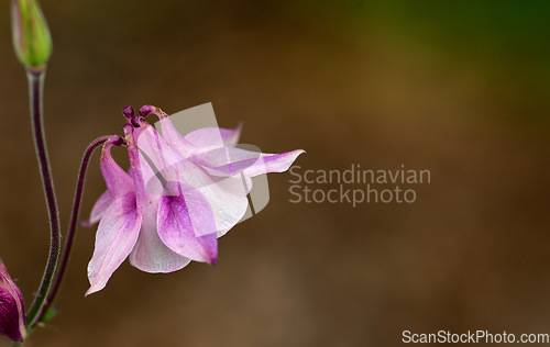 Image of Closeup of one pink and white flower in blur garden background. A flowerhead of a petticoat pink plant growing outside. Purple grannys bonnet flowers blooming in a park or backyard during summertime