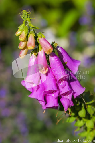 Image of Foxglove or Digitalis Purpurea is in full bloom and growing in the garden. Purple flower or flowerhead blossoming with lush green trees in the background. Closeup of a plant or flora on a summer day