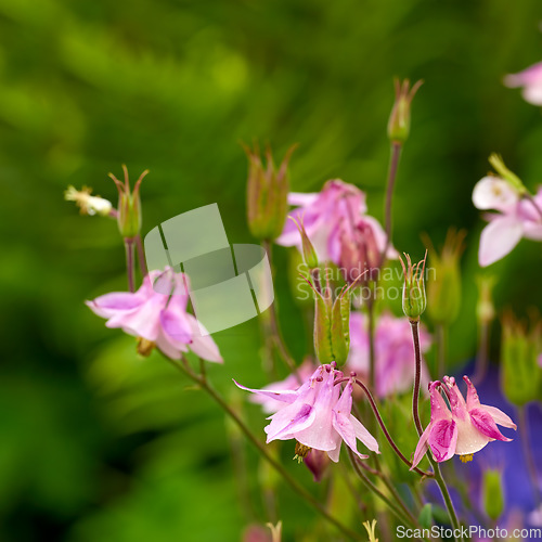 Image of Aquilegia - beautiful garden flower