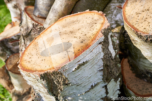 Image of Chopped tree logs from the forest. Closeup of brown wooden texture background of stumps of cut firewood in a lumberyard. Collecting dry timber split hardwood material for winter and deforestation