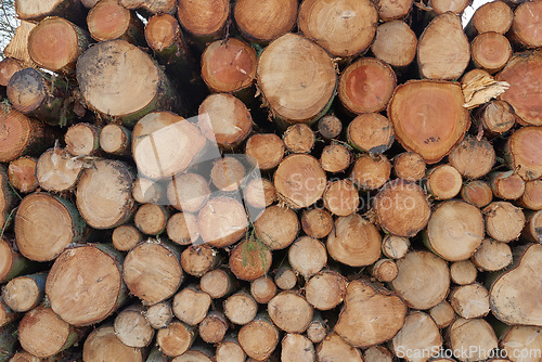 Image of Tree logs from the forest in a pile. Closeup of brown wooden texture background of stumps of chopped and stacked firewood. Collecting dry lumber split hardwood material for winter and deforestation