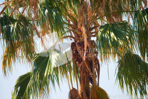 Image of Below view of one palm tree branches and leaves against a blue sky background outside during summer vacation, holiday abroad and overseas. Low angle of a coconut plant growing in tropical environment