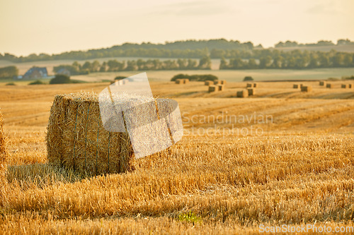 Image of Harvest. Bale of brown straw hay on a field in the countryside with copyspace. Scenic landscape of agriculture farm in rural village for harvesting crops and wheat. Golden haystack in a meadow.