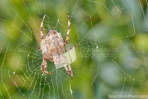 Image of The Walnut Orb-weaver Spider. Closeup of a spider in a web against blur leafy background. An eight legged Walnut orb weaver spider making a cobweb in nature surrounded by green trees.
