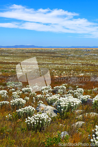 Image of Fynbos in Table Mountain National Park, Cape of Good Hope, South Africa. Closeup of scenic landscape with fine bush indigenous plant and flower species growing in a nature reserve with blue sky