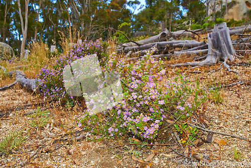 Image of Fynbos in Table Mountain National Park, Cape of Good Hope, South Africa. Closeup of scenic landscape environment with fine bush indigenous plant and flower species growing in a nature reserve