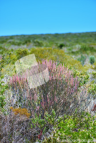 Image of Fynbos in Table Mountain National Park, Cape of Good Hope, South Africa. Closeup of scenic landscape environment with fine bush indigenous plant and flower species growing in a nature reserve