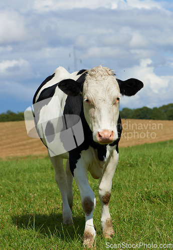Image of One black and white spotted Holstein cow on a sustainable farm pasture field in countryside. Raising and breeding livestock animals in agribusiness for free range organic cattle and dairy industry