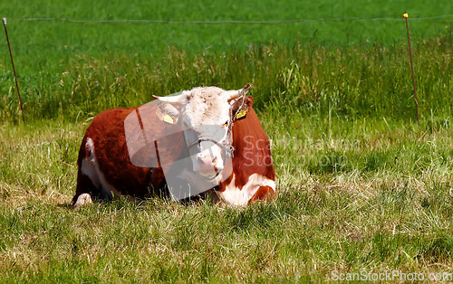 Image of One hereford cow sitting alone on farm pasture. Portrait of hairy animal isolated against green grass on remote farmland and agriculture estate. Raising live cattle, grass fed diary farming industry