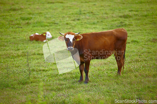 Image of Portrait of a cow on a green field on a cattle farm. Brown bull standing in the pasture. Full length of a hereford cow with a calf in the distance. Remote agriculture estate in the dairy industry